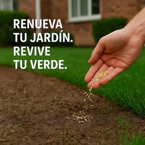 🌱 Semillas de Zacate premium enano perenne🌱 ultimas unidades🔥| Crea tu césped perfecto aquí 🌼