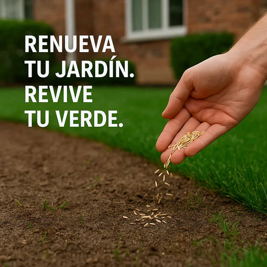 🌱 Semillas de Zacate premium enano perenne🌱 ultimas unidades🔥| Crea tu césped perfecto aquí 🌼