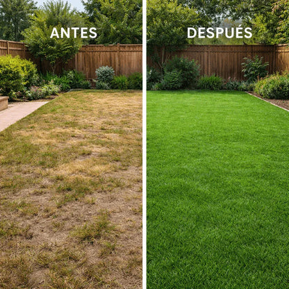 🌱 Semillas de Zacate premium enano perenne🌱 ultimas unidades🔥| Crea tu césped perfecto aquí 🌼